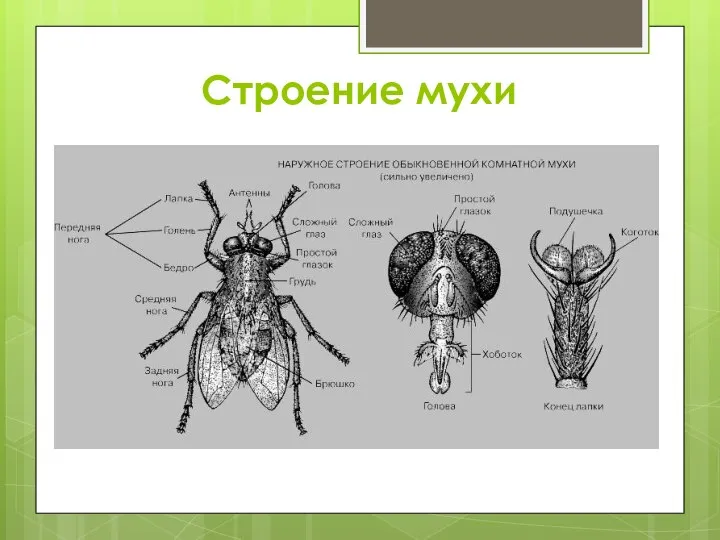 Строение мухи