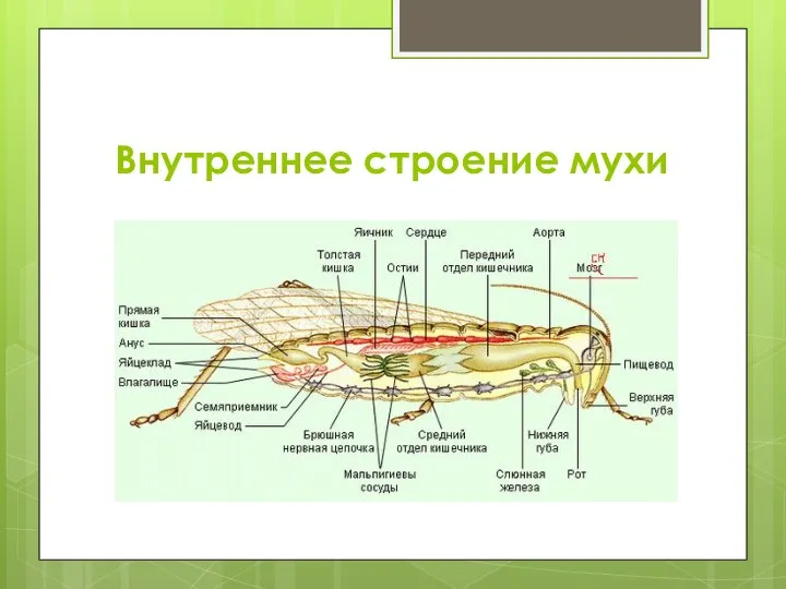 Внутреннее строение мухи