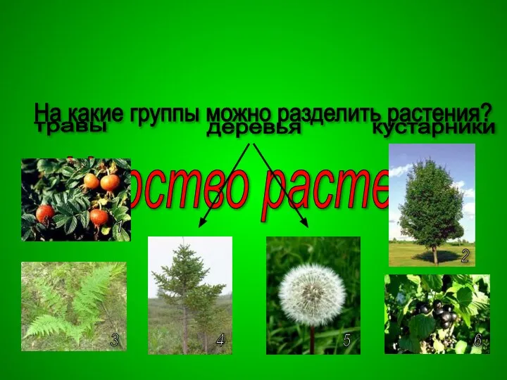 Царство растений На какие группы можно разделить растения? травы кустарники деревья 1