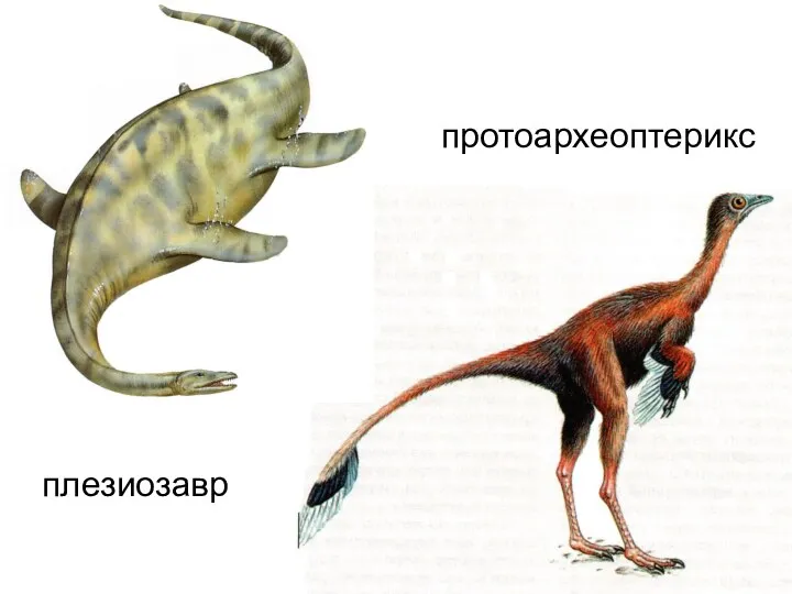 плезиозавр протоархеоптерикс