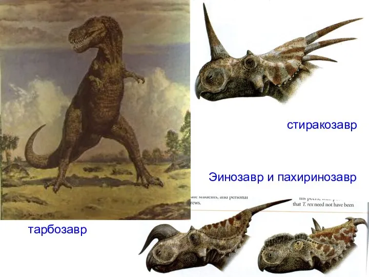 стиракозавр Эинозавр и пахиринозавр тарбозавр