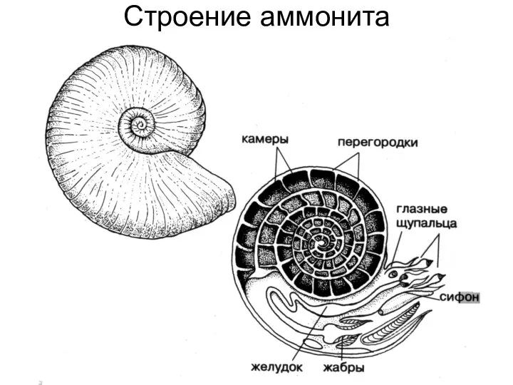 Строение аммонита