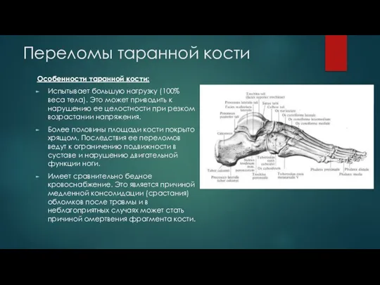 Переломы таранной кости Особенности таранной кости: Испытывает большую нагрузку (100% веса тела).