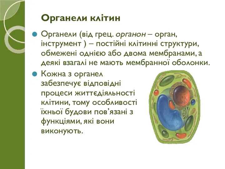 Органели (від грец. органон – орган, інструмент ) – постійні клітинні структури,