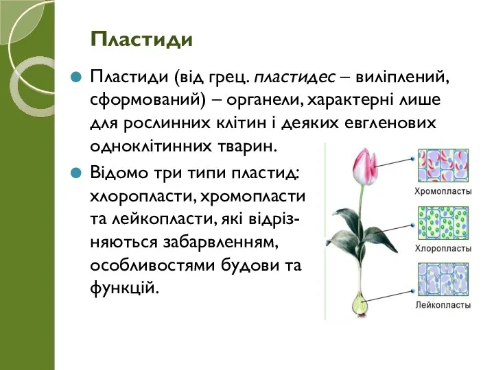 Пластиди (від грец. пластидес – виліплений, сформований) – органели, характерні лише для