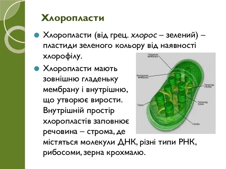 Хлоропласти (від грец. хлорос – зелений) – пластиди зеленого кольору від наявності