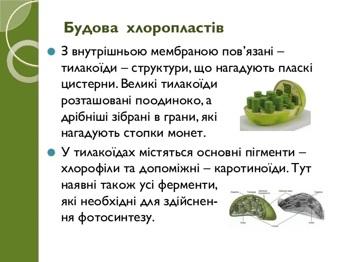 З внутрішньою мембраною пов’язані – тилакоїди – структури, що нагадують пласкі цистерни.