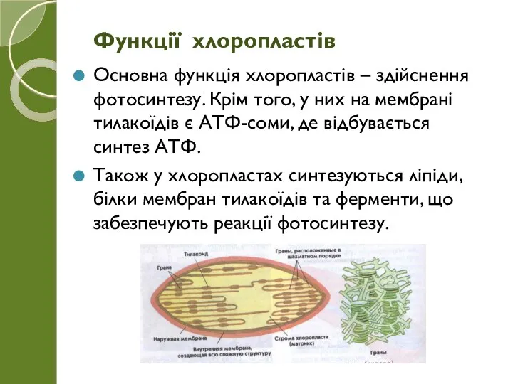 Основна функція хлоропластів – здійснення фотосинтезу. Крім того, у них на мембрані