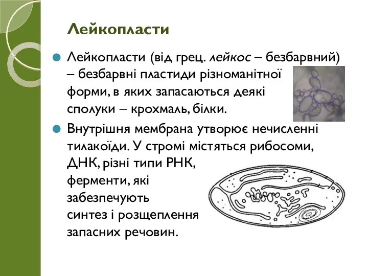 Лейкопласти (від грец. лейкос – безбарвний) – безбарвні пластиди різноманітної форми, в