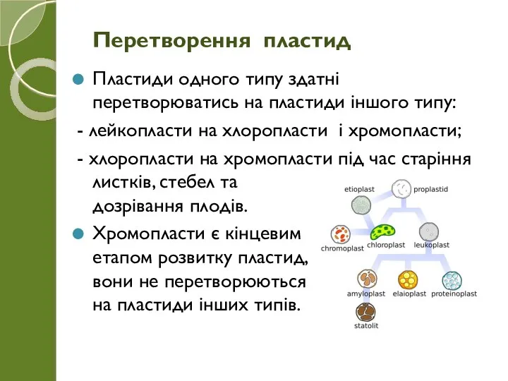 Пластиди одного типу здатні перетворюватись на пластиди іншого типу: - лейкопласти на