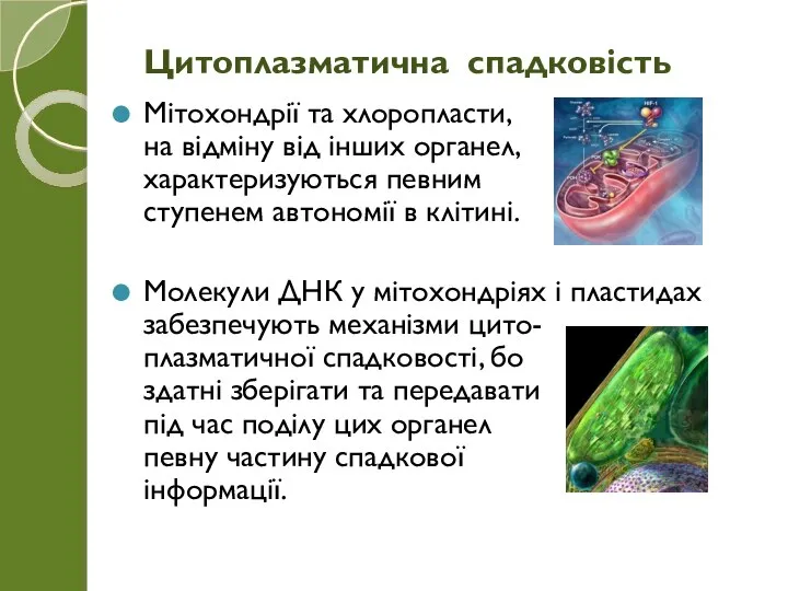 Мітохондрії та хлоропласти, на відміну від інших органел, характеризуються певним ступенем автономії