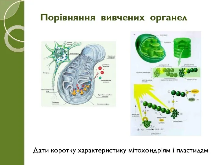 Порівняння вивчених органел Дати коротку характеристику мітохондріям і пластидам