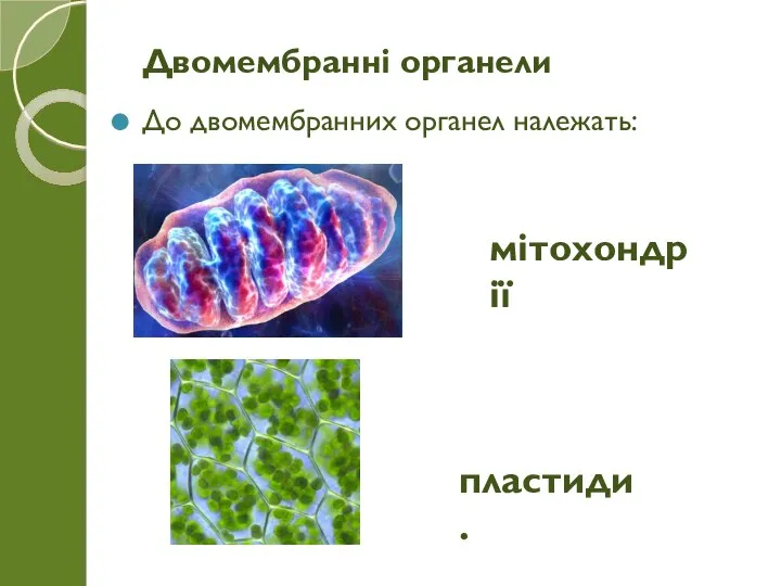 До двомембранних органел належать: Двомембранні органели мітохондрії пластиди.