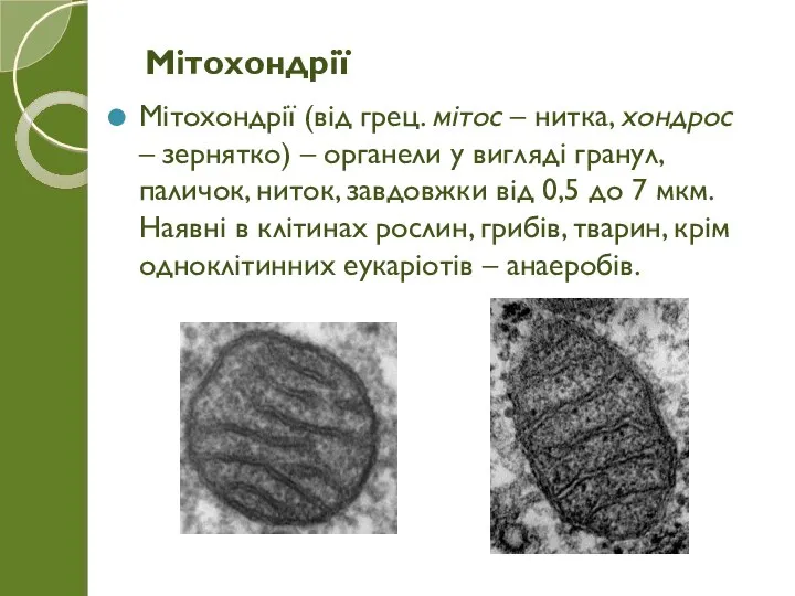 Мітохондрії (від грец. мітос – нитка, хондрос – зернятко) – органели у