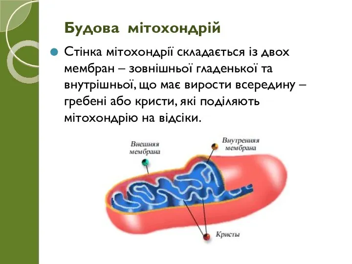 Стінка мітохондрії складається із двох мембран – зовнішньої гладенької та внутрішньої, що