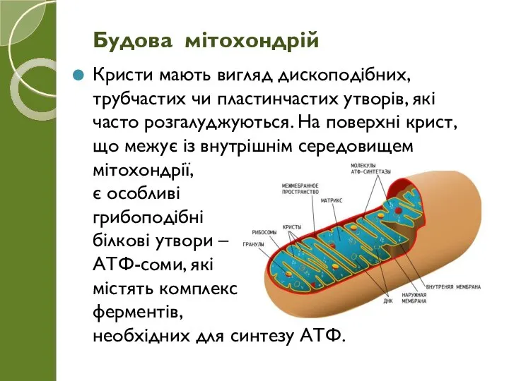 Кристи мають вигляд дископодібних, трубчастих чи пластинчастих утворів, які часто розгалуджуються. На