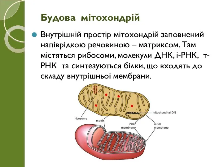 Внутрішній простір мітохондрій заповнений напіврідкою речовиною – матриксом. Там містяться рибосоми, молекули