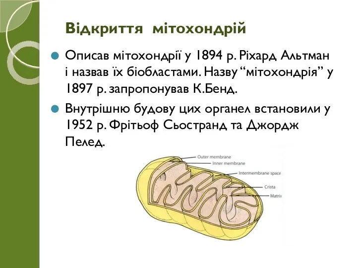 Описав мітохондрії у 1894 р. Ріхард Альтман і назвав їх біобластами. Назву