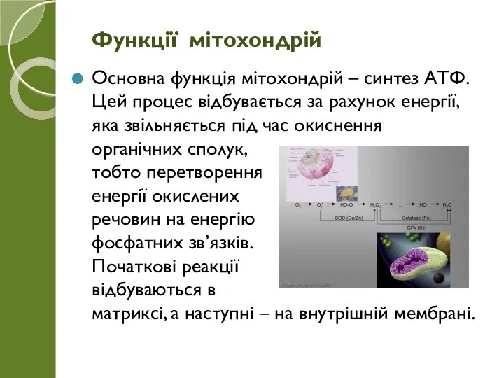 Основна функція мітохондрій – синтез АТФ. Цей процес відбувається за рахунок енергії,