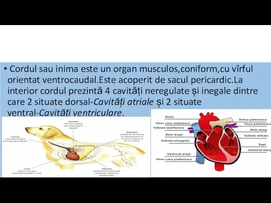 Cordul sau inima este un organ musculos,coniform,cu vîrful orientat ventrocaudal.Este acoperit de