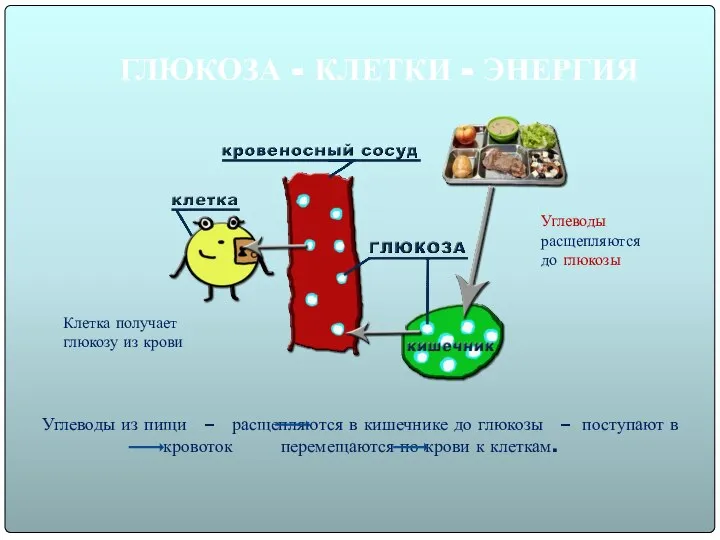 ГЛЮКОЗА - КЛЕТКИ - ЭНЕРГИЯ Углеводы из пищи – расщепляются в кишечнике