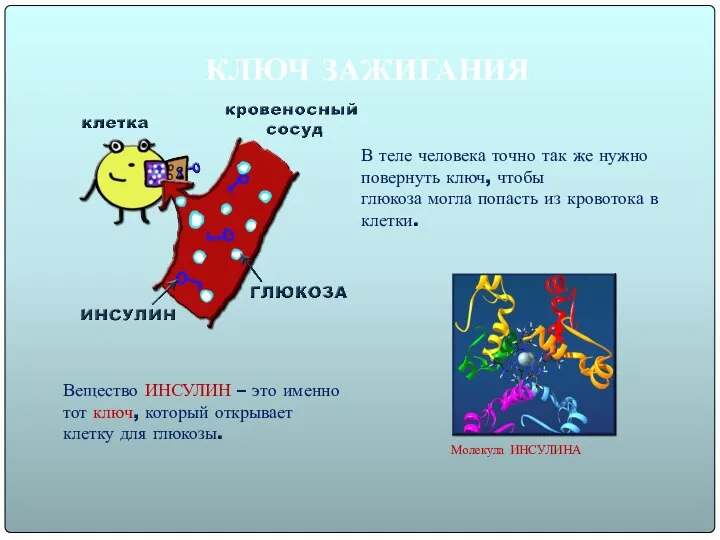 КЛЮЧ ЗАЖИГАНИЯ Вещество ИНСУЛИН – это именно тот ключ, который открывает клетку