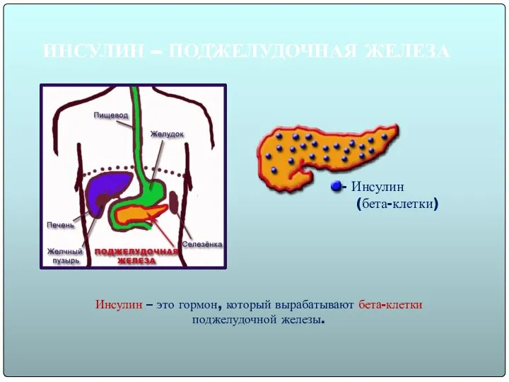 ИНСУЛИН – ПОДЖЕЛУДОЧНАЯ ЖЕЛЕЗА Инсулин – это гормон, который вырабатывают бета-клетки поджелудочной железы. Инсулин (бета-клетки)