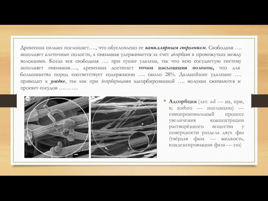 Древесина сильно поглощает…., что обусловлено ее капиллярным строением. Свободная …. заполняет клеточные