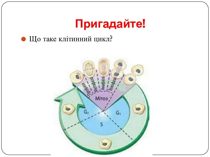 Пригадайте! Що таке клітинний цикл?