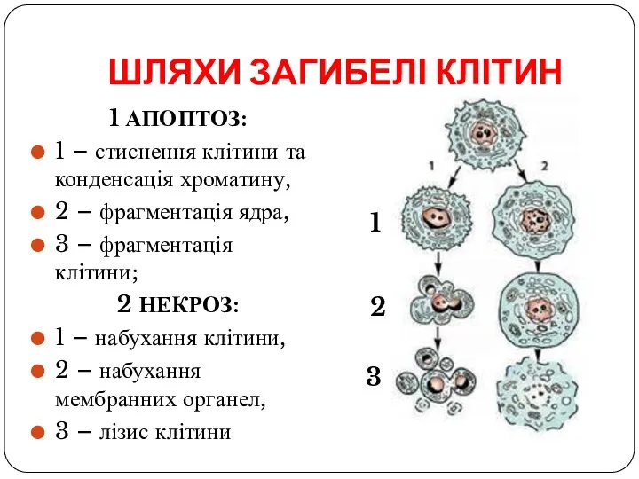 ШЛЯХИ ЗАГИБЕЛІ КЛІТИН 1 АПОПТОЗ: 1 – стиснення клітини та конденсація хроматину,