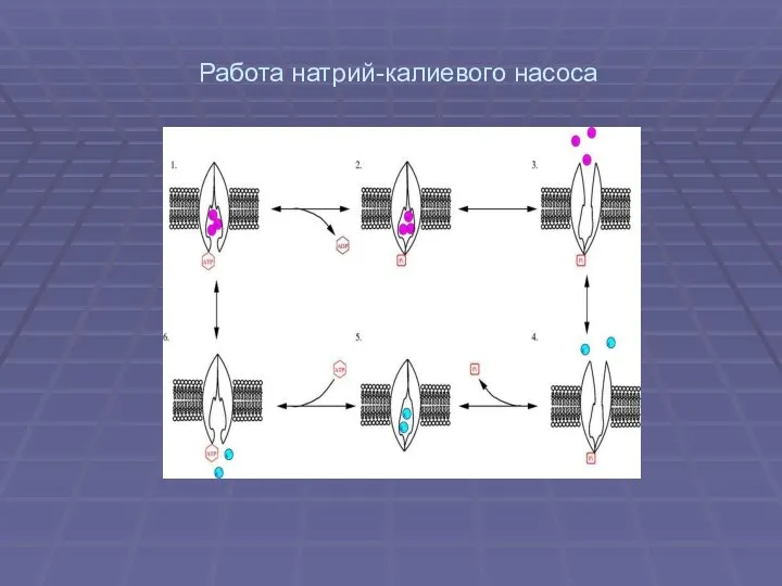 Работа натрий-калиевого насоса