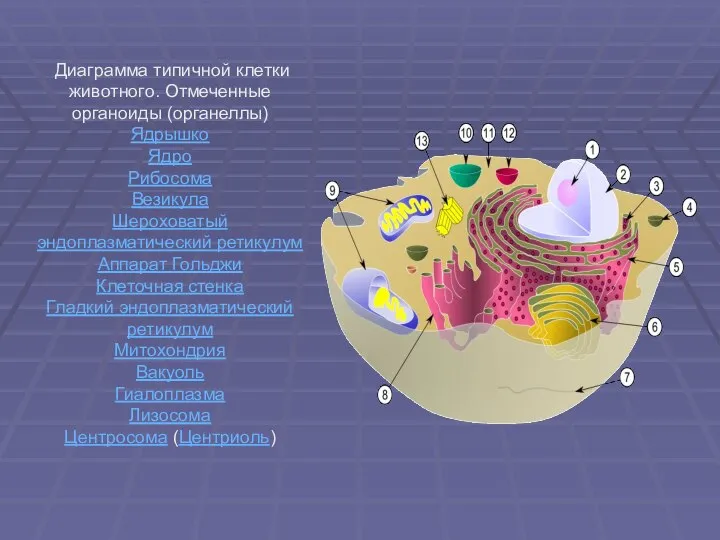 Диаграмма типичной клетки животного. Отмеченные органоиды (органеллы) Ядрышко Ядро Рибосома Везикула Шероховатый