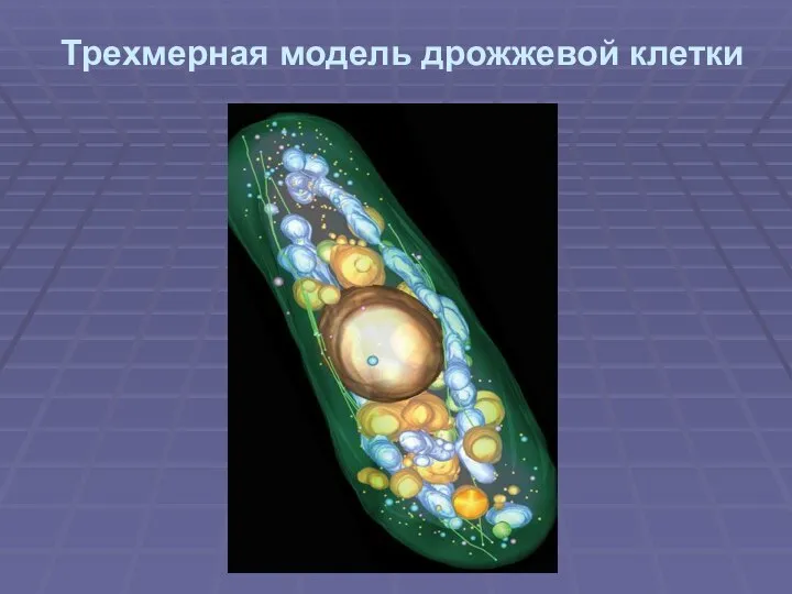 Трехмерная модель дрожжевой клетки