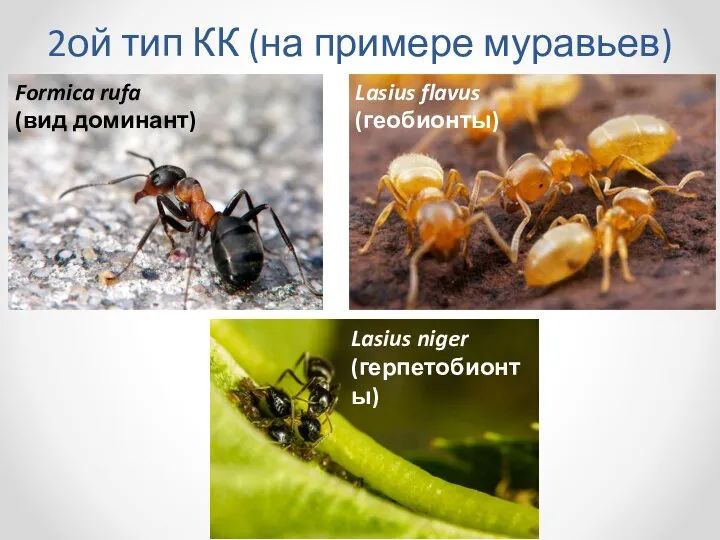 2ой тип КК (на примере муравьев) Formica rufa (вид доминант) Lasius flavus (геобионты) Lasius niger (герпетобионты)