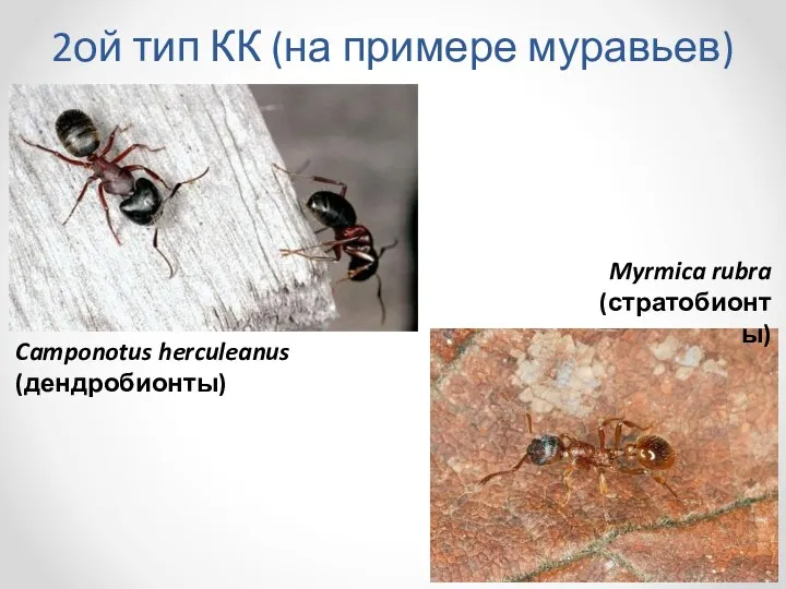 2ой тип КК (на примере муравьев) Camponotus herculeanus (дендробионты) Myrmica rubra (стратобионты)