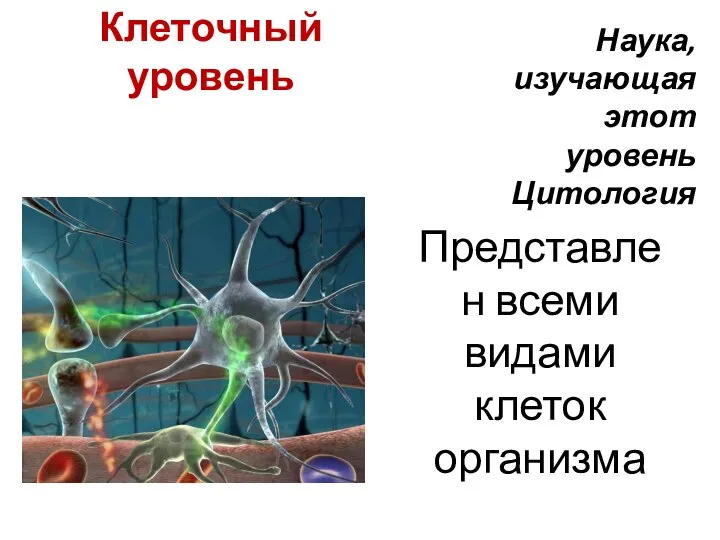 Клеточный уровень Представлен всеми видами клеток организма Наука, изучающая этот уровень Цитология