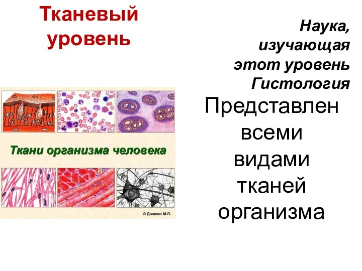 Тканевый уровень Представлен всеми видами тканей организма Наука, изучающая этот уровень Гистология