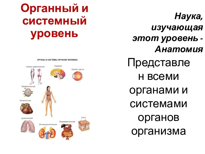 Органный и системный уровень Представлен всеми органами и системами органов организма Наука,