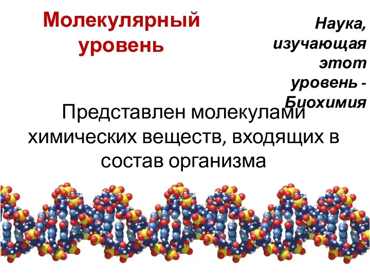 Представлен молекулами химических веществ, входящих в состав организма Молекулярный уровень Наука, изучающая этот уровень - Биохимия