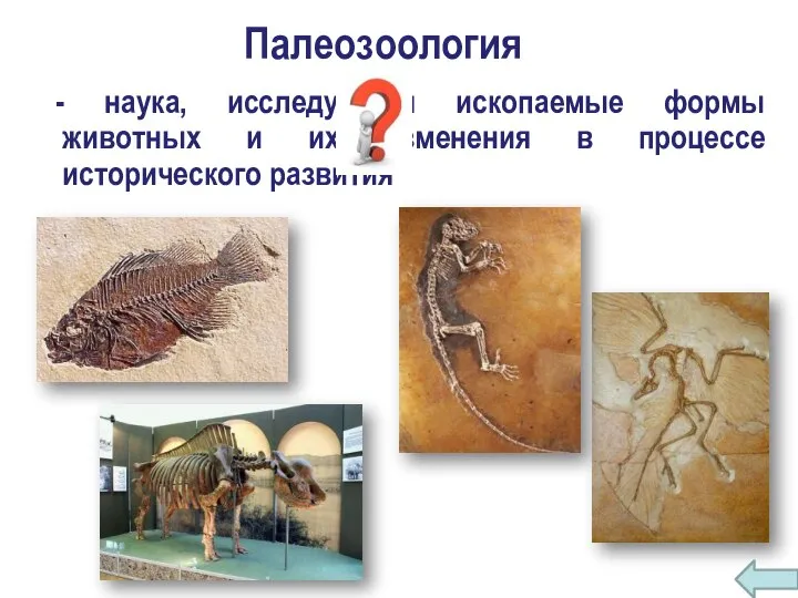 Палеозоология - наука, исследующая ископаемые формы животных и их изменения в процессе исторического развития