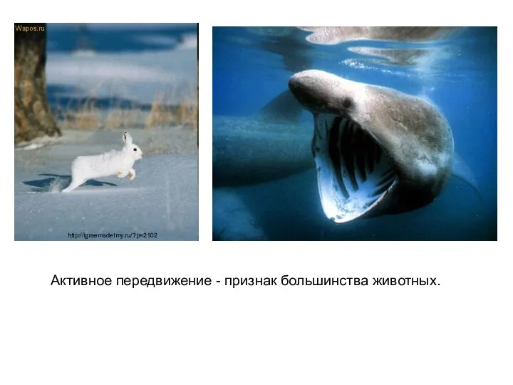 Активное передвижение - признак большинства животных. http://igraemsdetmy.ru/?p=2102
