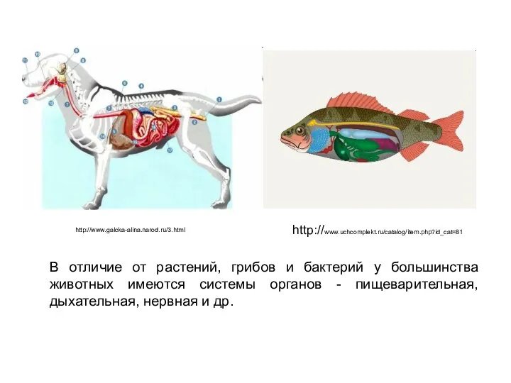 В отличие от растений, грибов и бактерий у большинства животных имеются системы