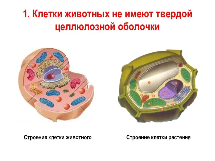 1. Клетки животных не имеют твердой целлюлозной оболочки Строение клетки животного Строение клетки растения