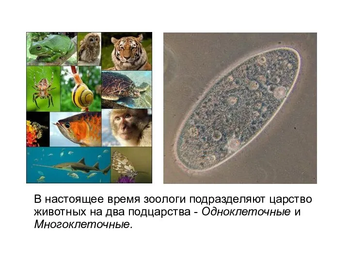 В настоящее время зоологи подразделяют царство животных на два подцарства - Одноклеточные и Многоклеточные.