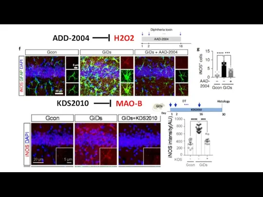 ADD-2004 H2O2 KDS2010 MAO-B