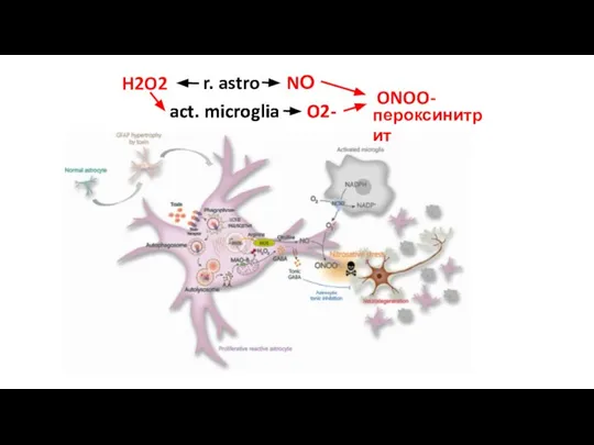 r. astro NО act. microglia O2- H2O2 act. microglia O2- ONOO- пероксинитрит