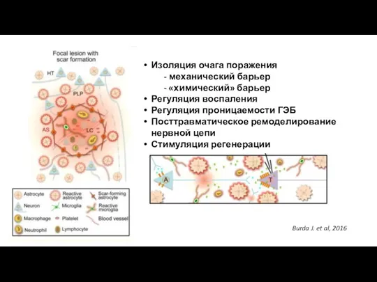 Burda J. et al, 2016 Изоляция очага поражения - механический барьер -