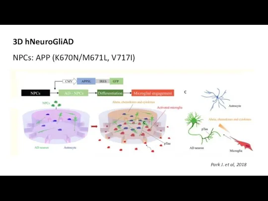 Park J. et al, 2018 3D hNeuroGliAD NPCs: APP (K670N/M671L, V717I)