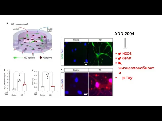 H2O2 GFAP жизнеспособности р-тау ADD-2004