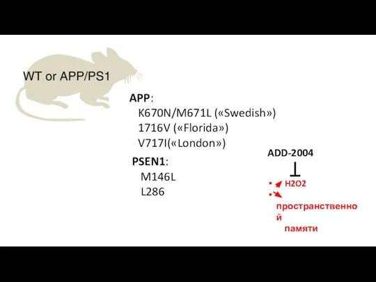 APP: K670N/M671L («Swedish») 1716V («Florida») V717I(«London») PSEN1: M146L L286 ADD-2004 H2O2 пространственной памяти